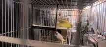 Aves para novo lar