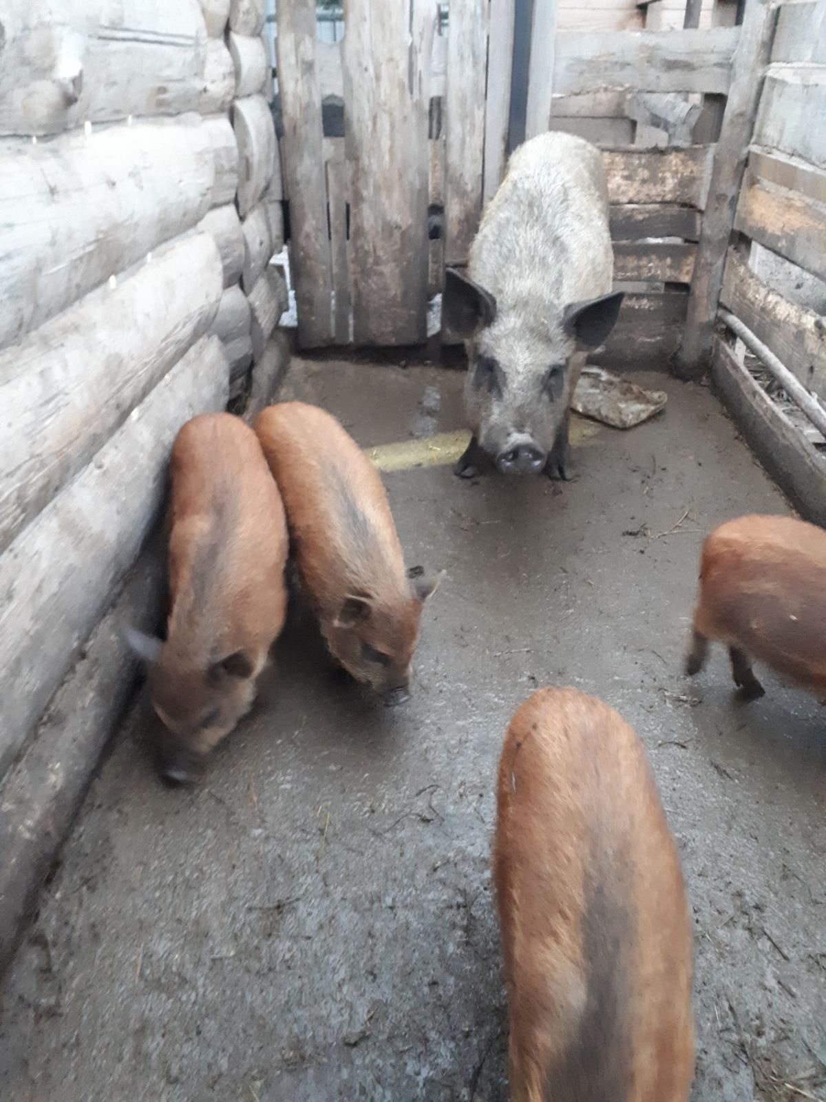 Продаю поросят Кармал
