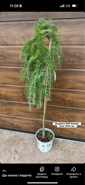 Модрина Larix Stiff Weeper Pendula Krejci Globus American Pie