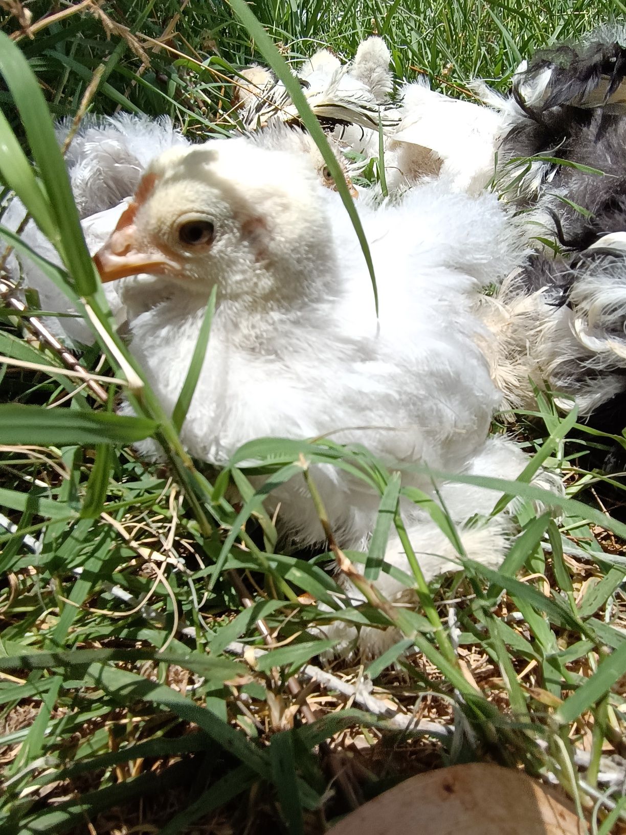 Pekins lavanda e Black mottled frisados com dois meses