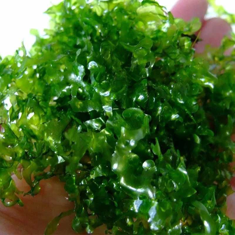 Musgo Round Pellia