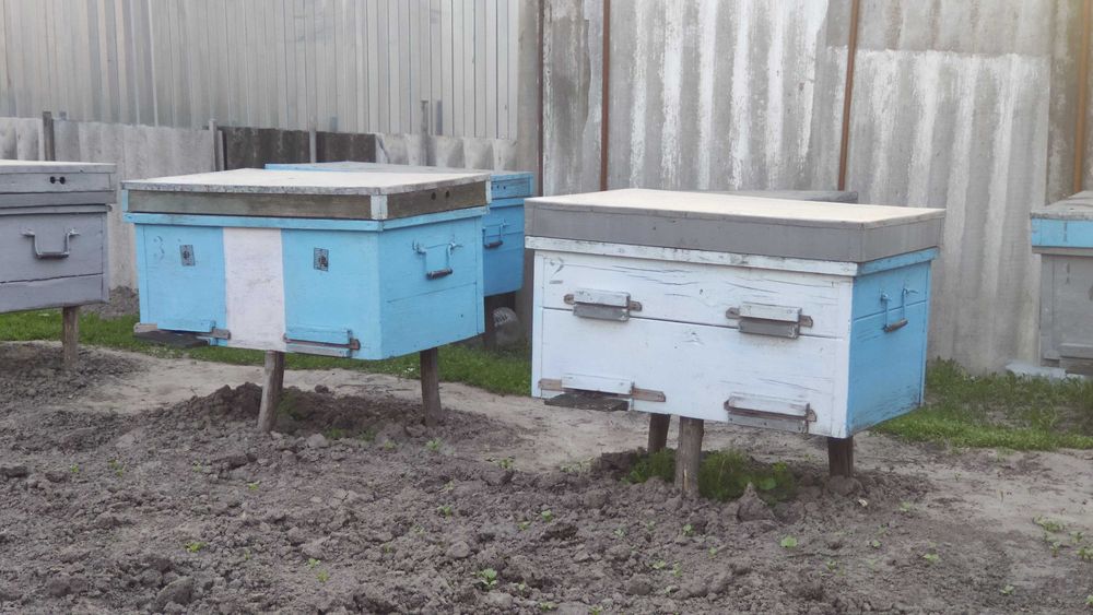 Продам лежаки з бджолосім'ями (8 сімей)