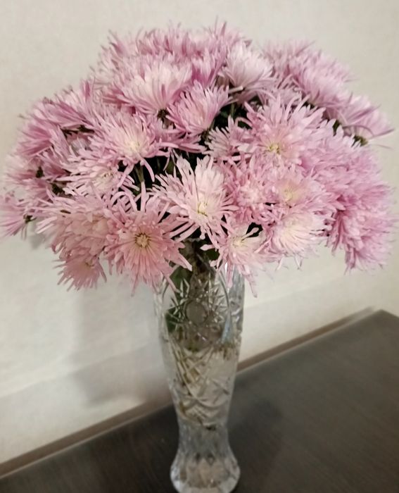 Хризантема Корто пінк