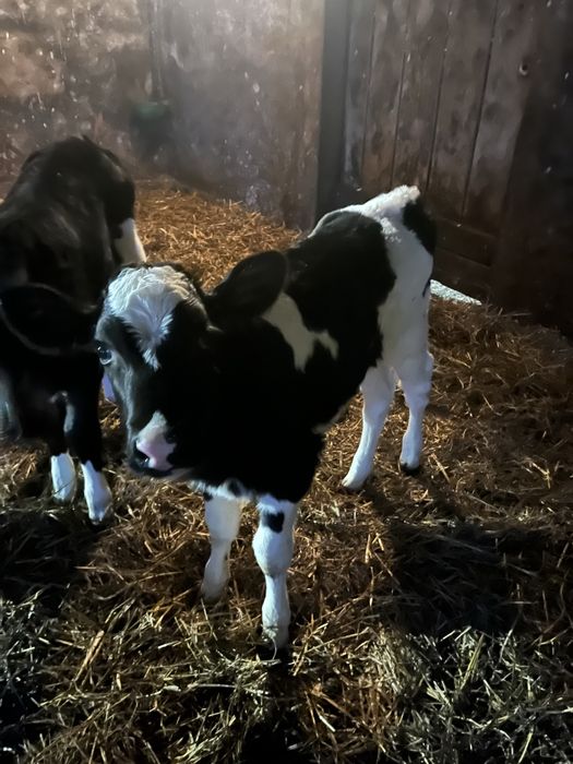 Sprzedam 3 jałóweczki hf