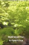 Plantas para aquario