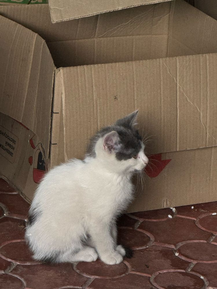 Кошенята в добрі руки