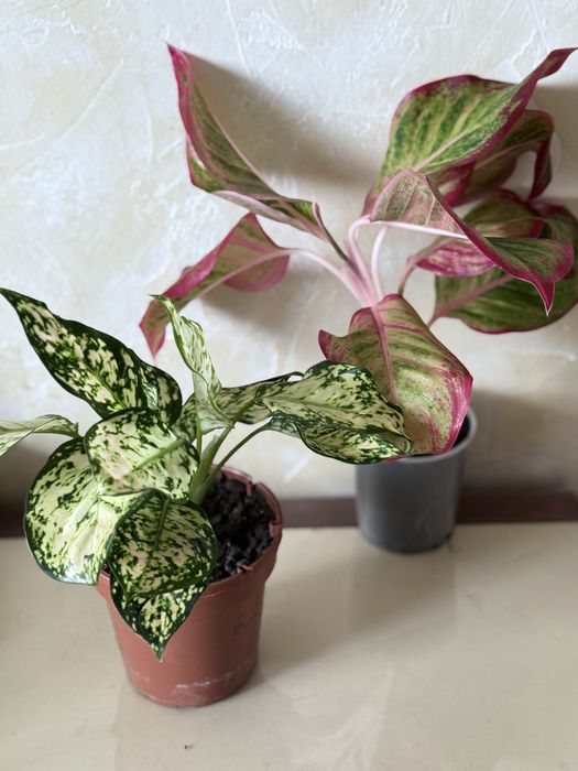 Набір з двох видів. Аглаонема