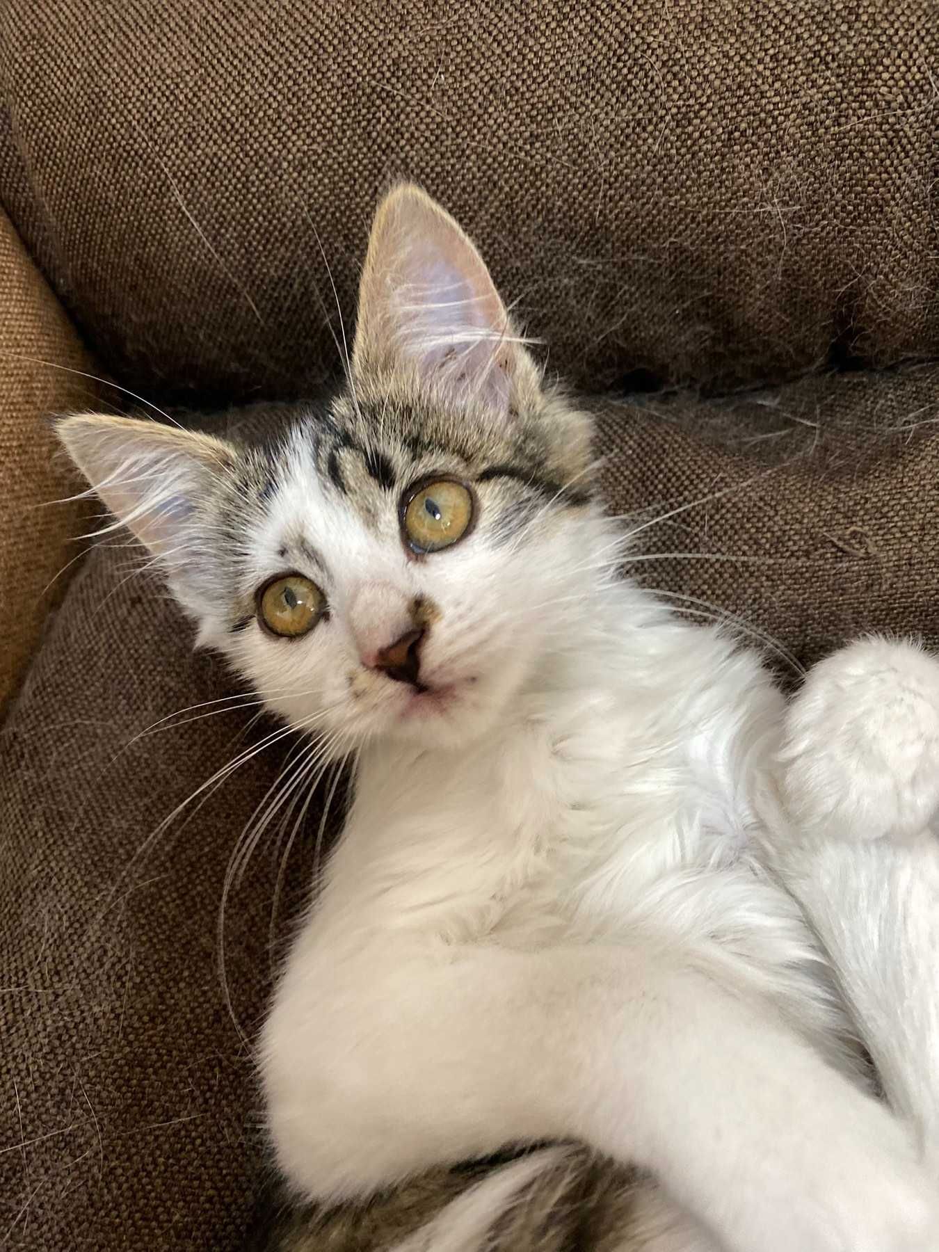 Подарю двох котинят/ хлопчик та дівчинка/коти/котята/котиня/кіт