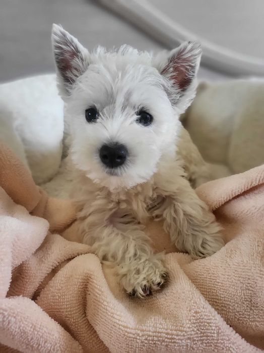 West Highland White Terrier/ Вест Хайленд Уайт Терр'єр