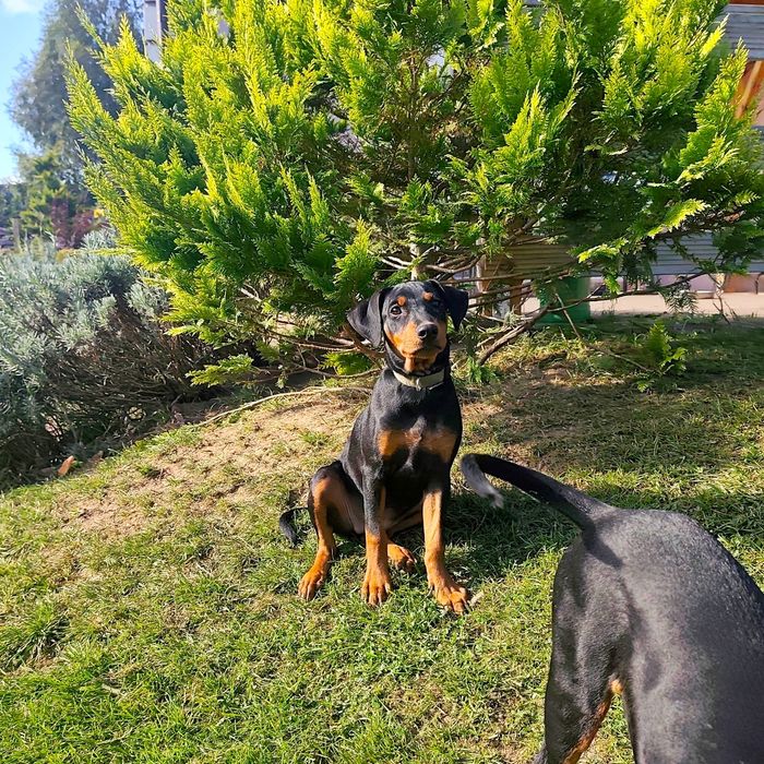 Suczka - pinczer średni - Shila