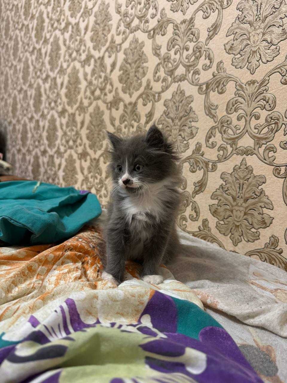 Віддам котика у добрі руки