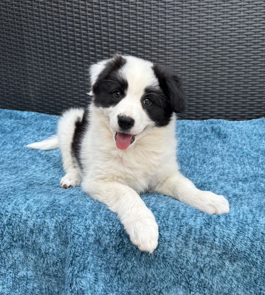 Border Collie sunia czarno biała  Panda