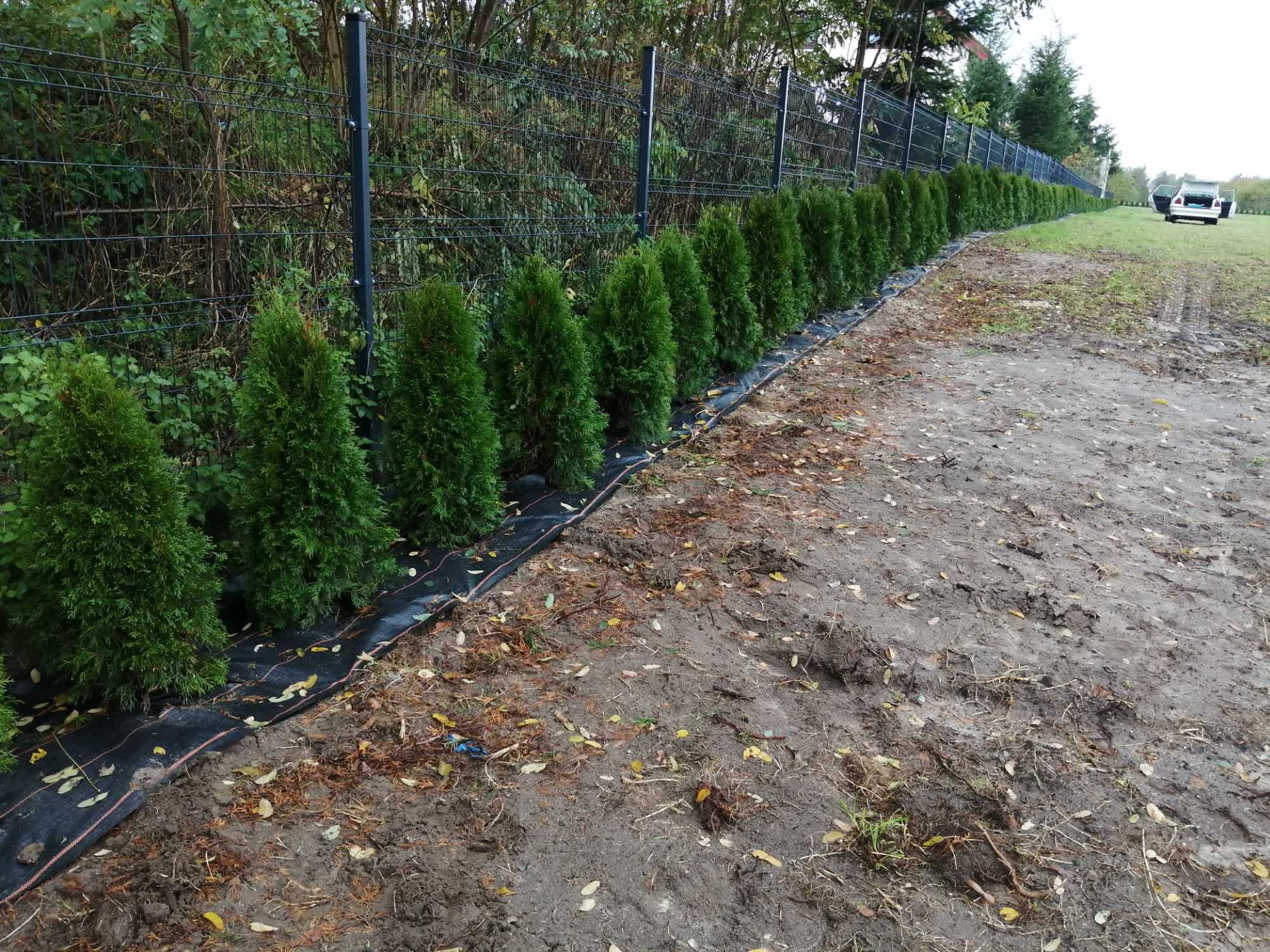 Thuja Tuja Smaragd 100-120cm Szmaragd (nie Brabant) żywopłot