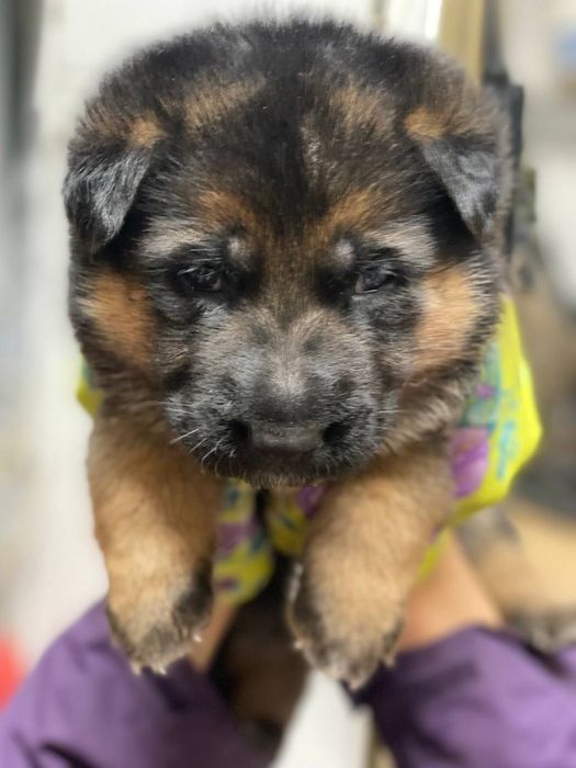 Цуценята Німецької Вівчарки, чистокровні. Щенки Овчарки