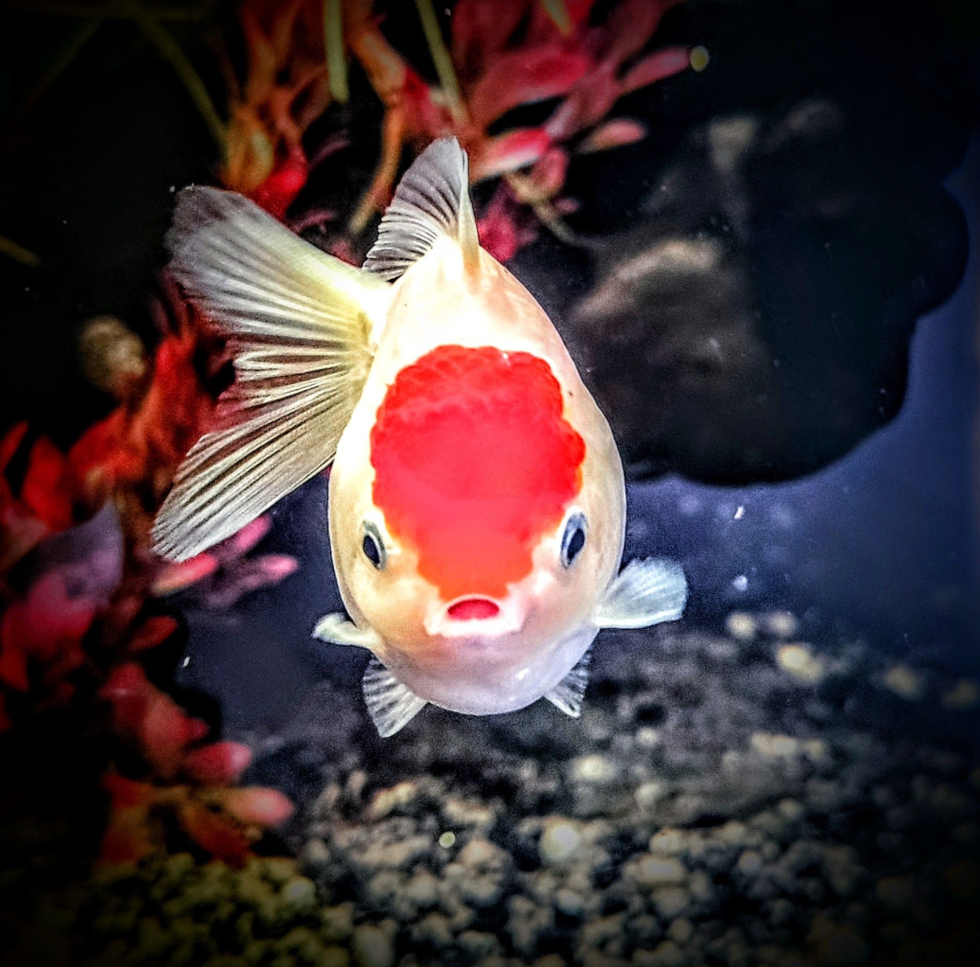 ,,Oranda Red head,,czerwony kapturek welonki welony welonka goldfish