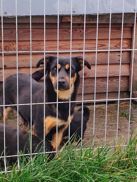 Oddam pieski w dobre ręce