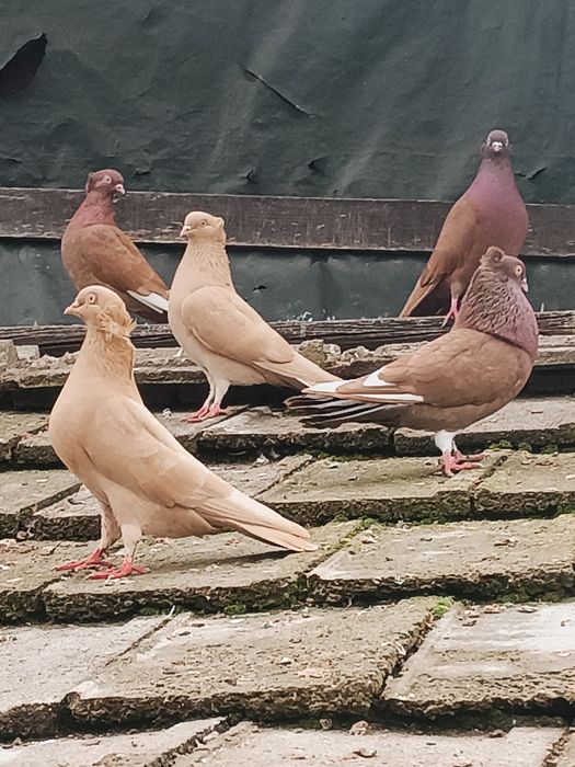 Gołębie Fajfry 40 zł