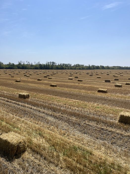 Солома в тюках ячмінна
