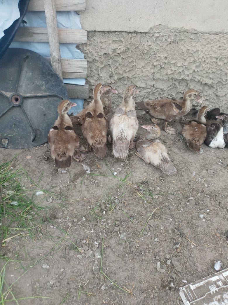 Kaczki pekinki czekoladowe