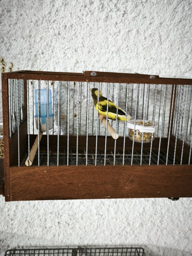 Canário timbrado espanhol