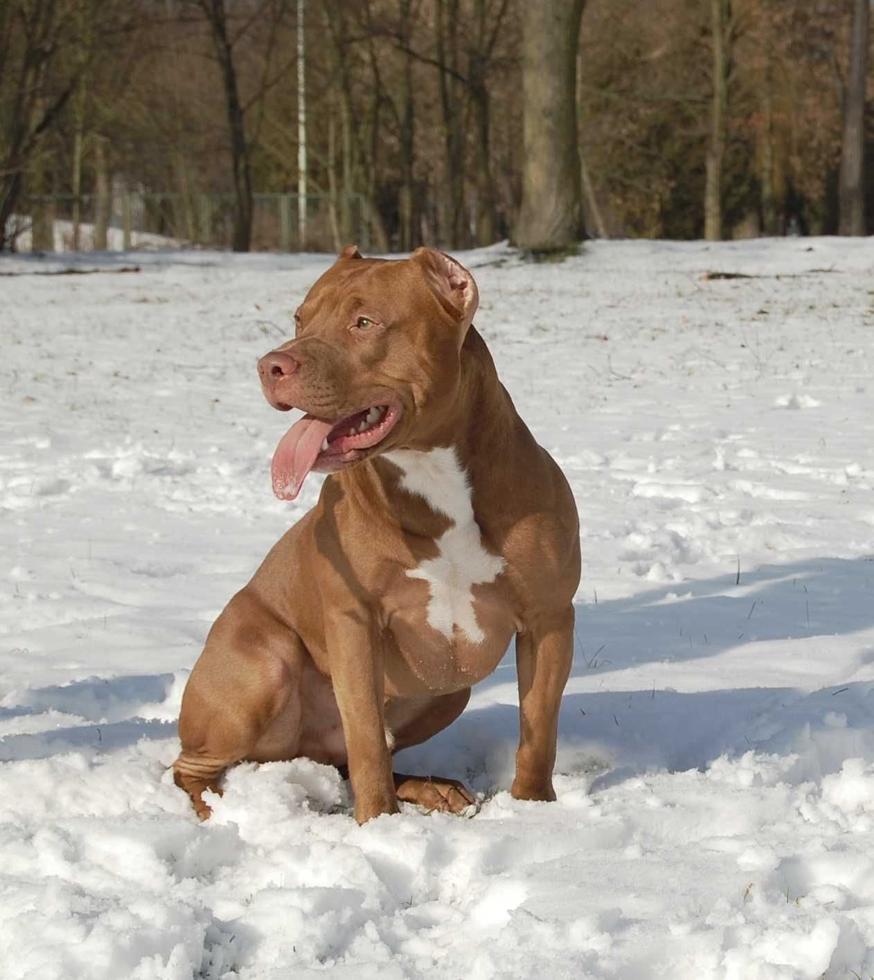 Szczenię American Pit Bull Terrier, Pitbull