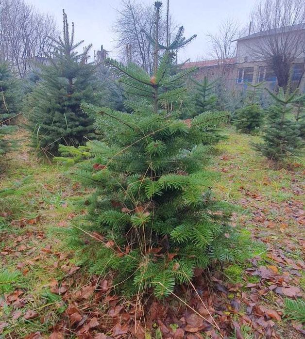 Choinka choinki świerk pospolity i srebrny jodła kaukaska