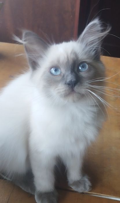 Підрощений тайський котик