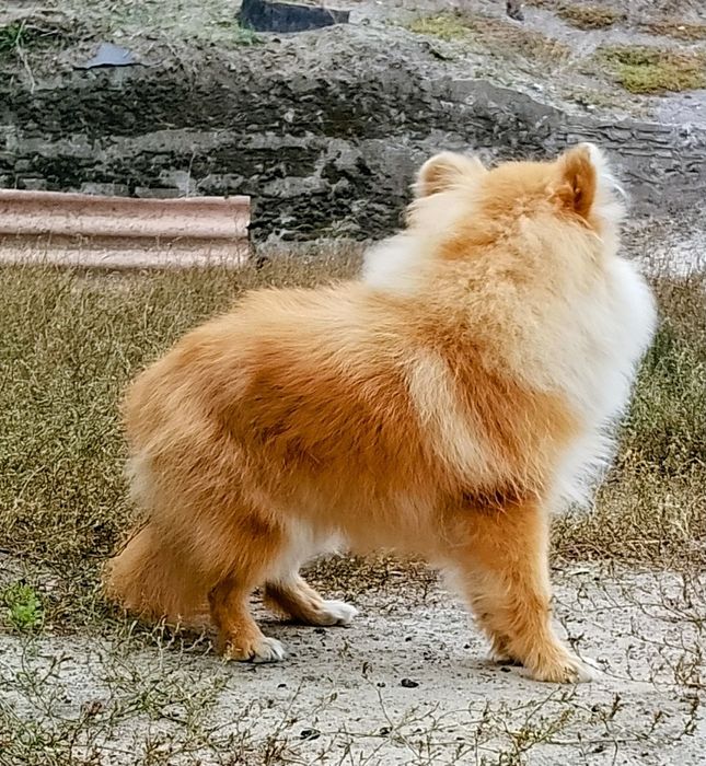 Померанский шпиц