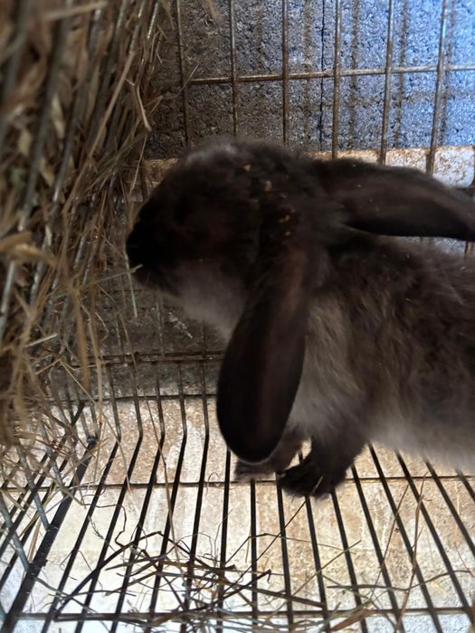 Coelhos anões 3 meses