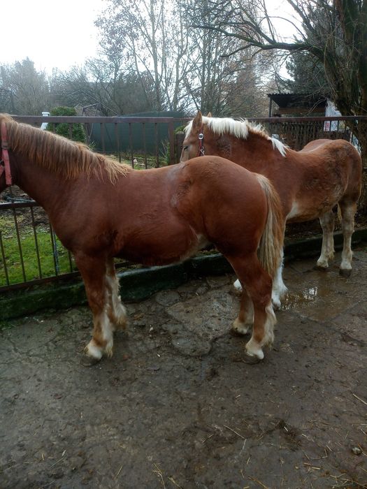 Źrebaki zimnokrwiste