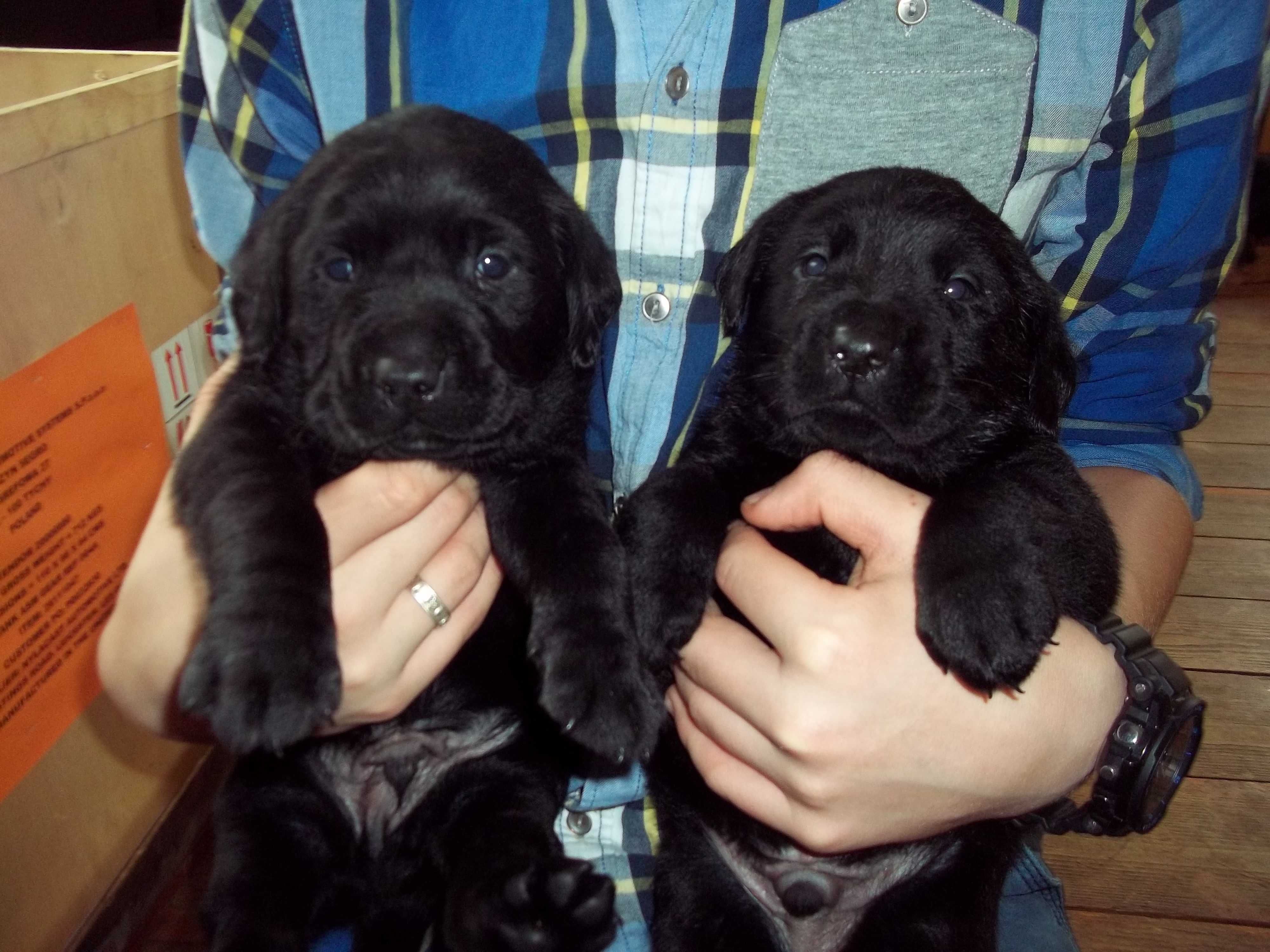 Labrador Retriever Z Rodowodem