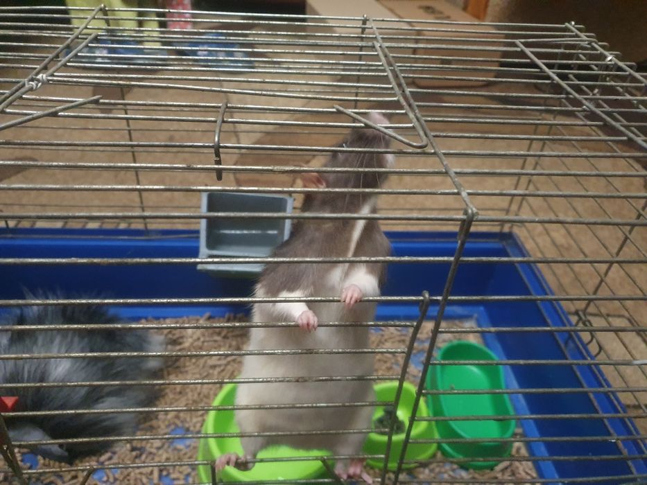 Криса, пацюк ручний з кліткою в добрі руки.