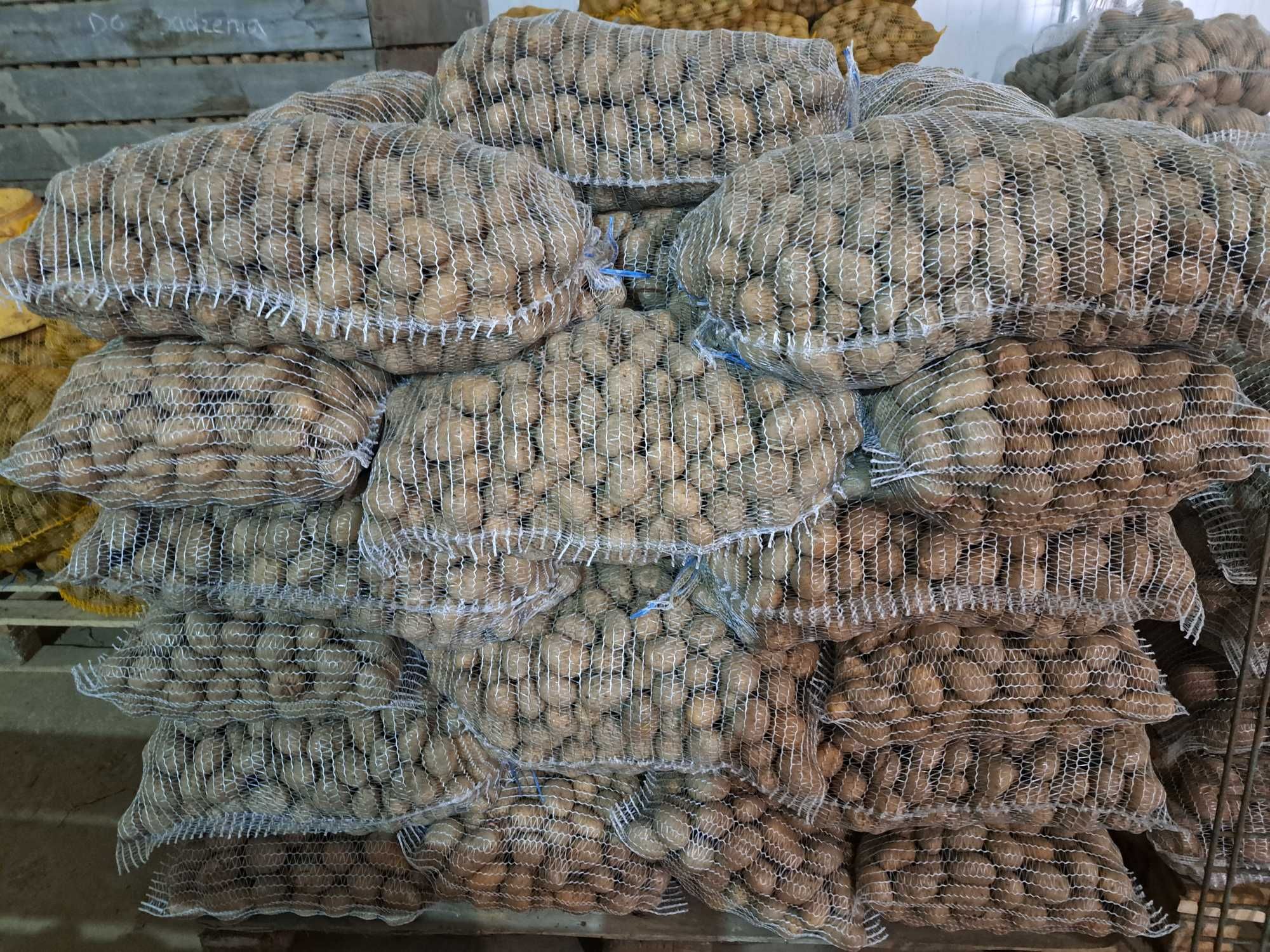 Ziemniaki sadzeniaki  Catania , Noya, Gala, Ricarda