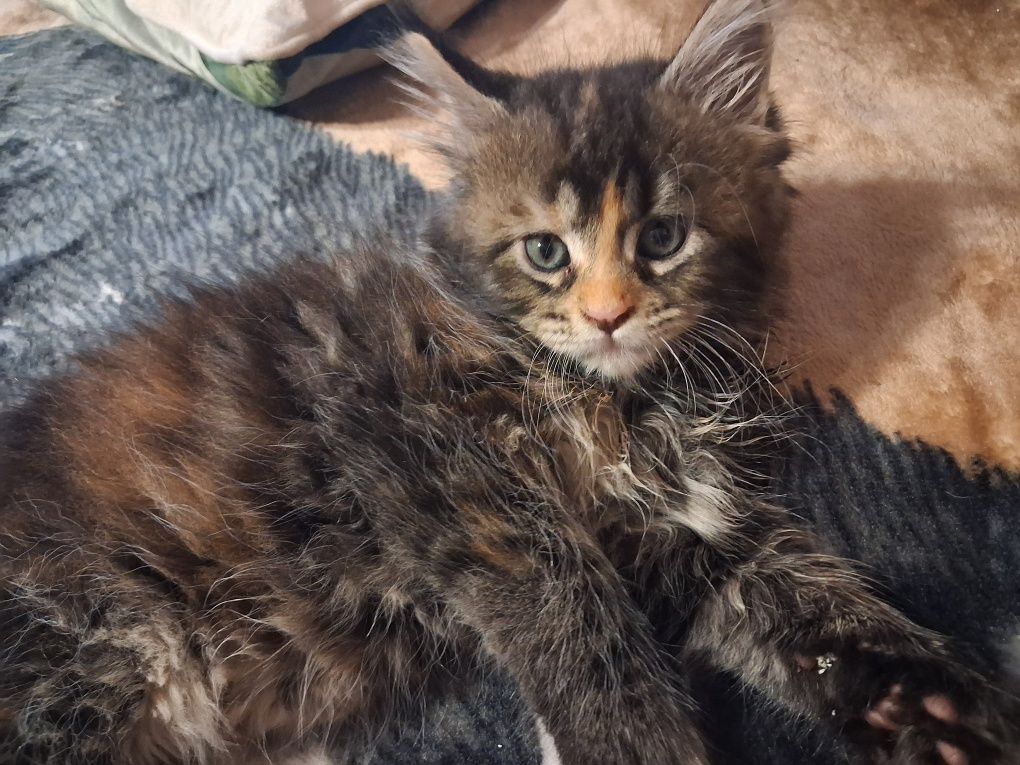 Kotka Maine Coon z rodowodem FPL