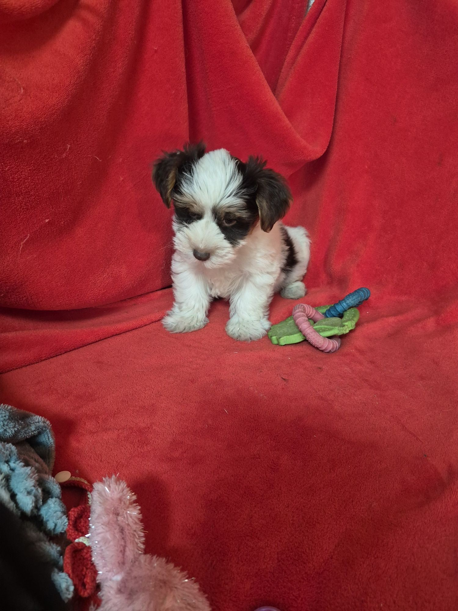 Biewer Terrier Macho Criadora Registada PT 3088 FL