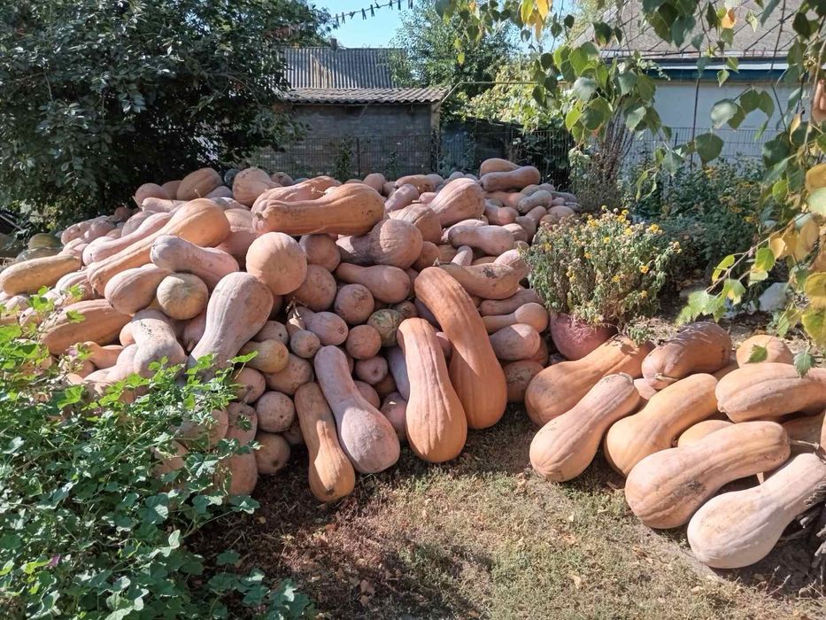 Кашовий гарбуз. Солодкий, домашній.