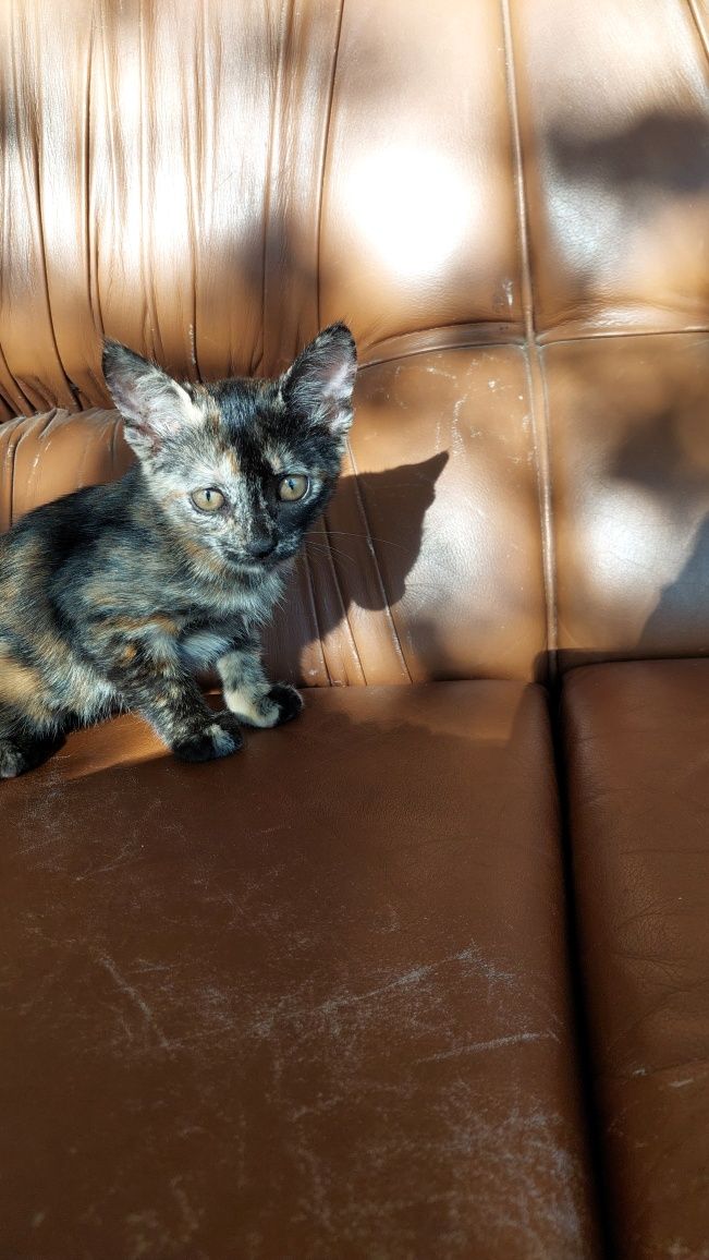 Gatinhos para adopção
