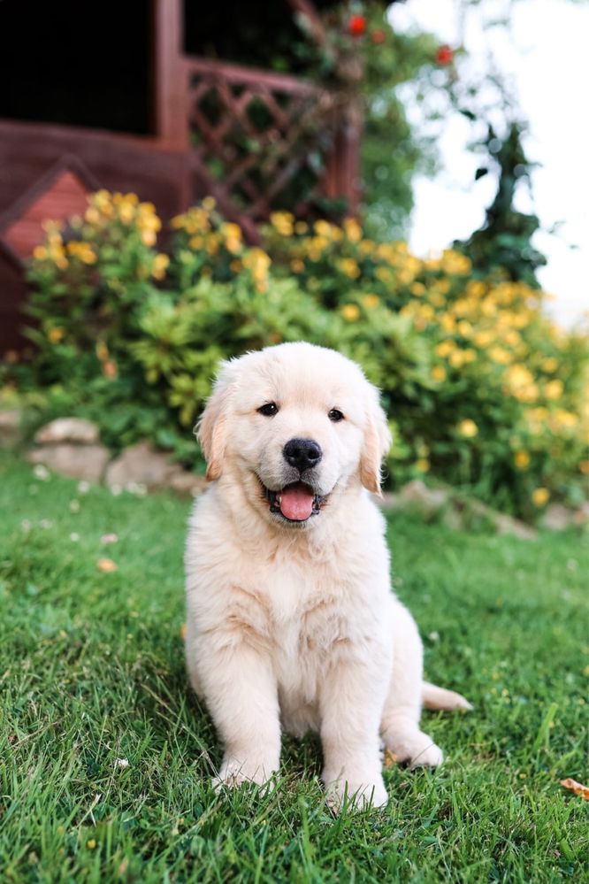 * Golden Retriever ZKwP/FCI *