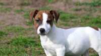 Piesek Jack Russell Terrier/BREFIO- posiada wszystkie szczepienia
