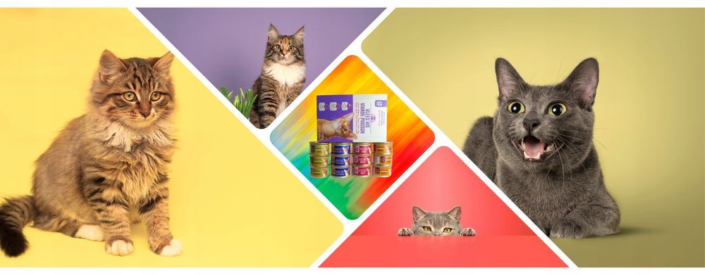 48 X Karma Mokra Boni Selection Dla Kotów, Cztery Smaki, 85G