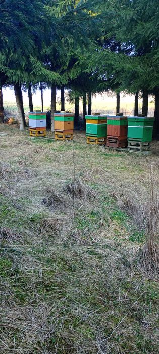 Sprzedam ule pasiekę z pszczołami