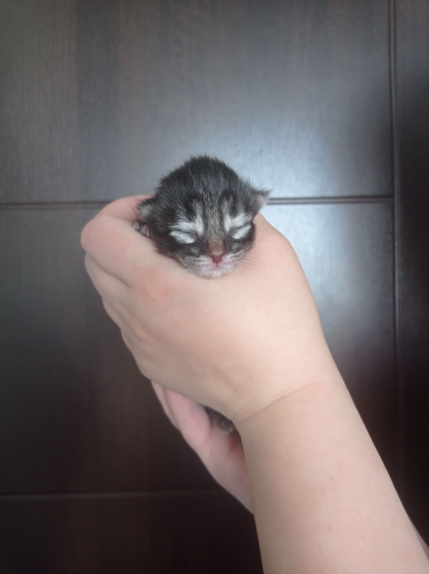 отдам котяток, бесплатно!!