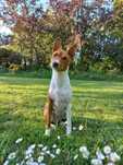 Basenji piesek rudo-biały