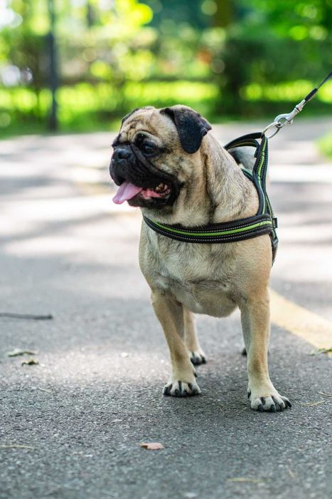 Мопс Марк для вязки (случки) - расходы берём на себя