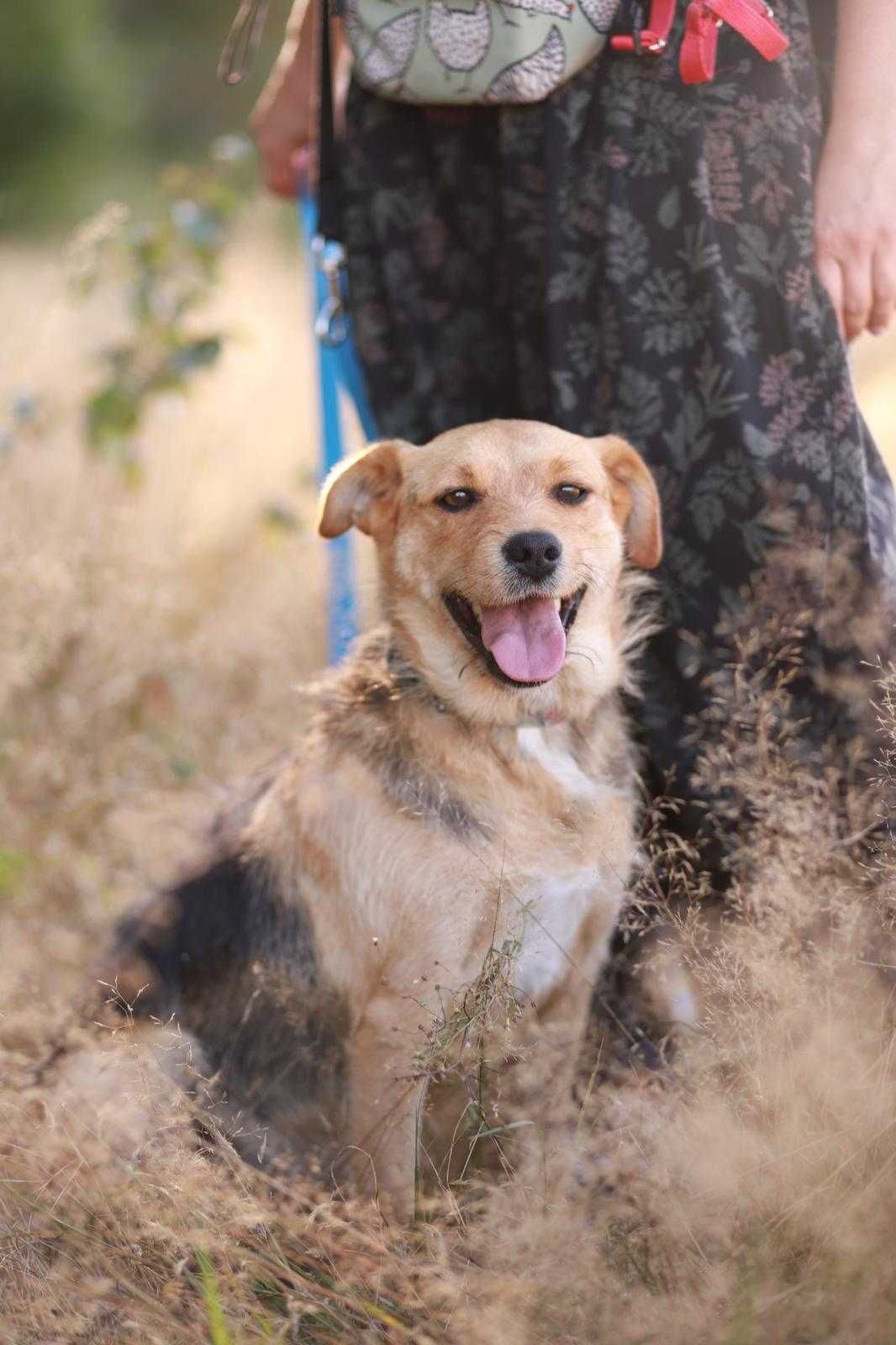 cudowna sunia w typie teriera poleca się do adopcji