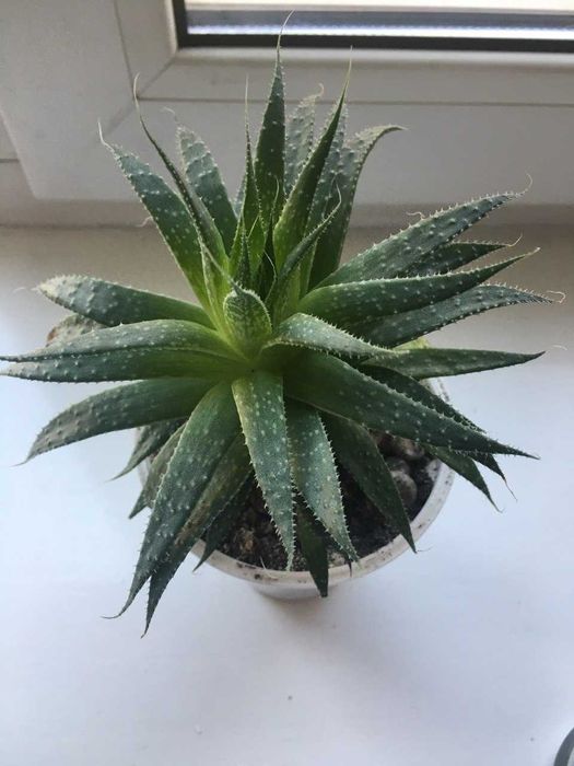 Хавортія .Рослини різного розміру і ціни.