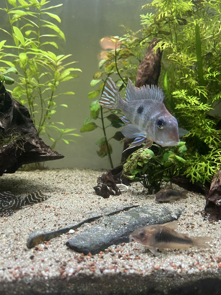 Geophagus. 10cm
