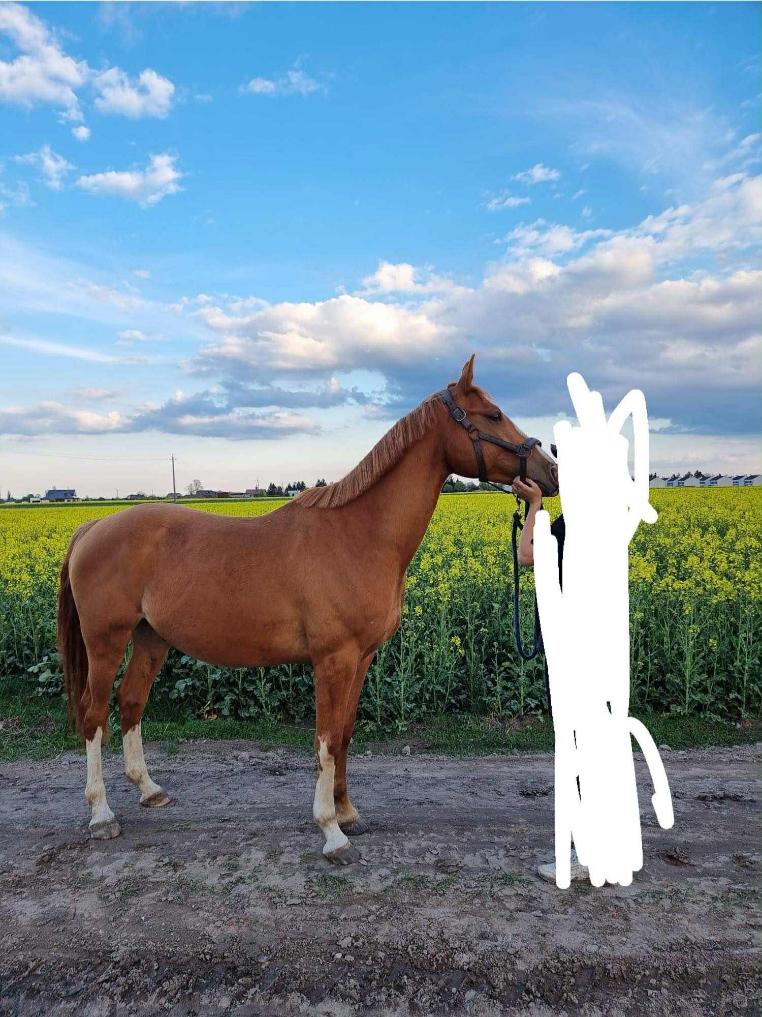Sprzedam przyjaznego wałacha dla dziecka lub amatora