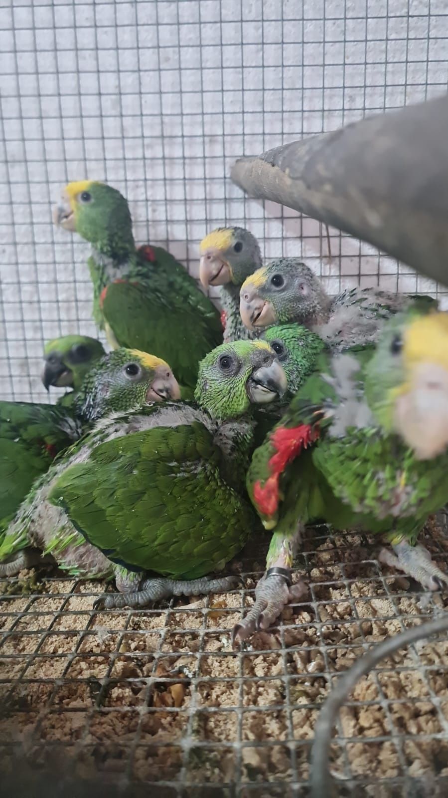Papagaio amazonas