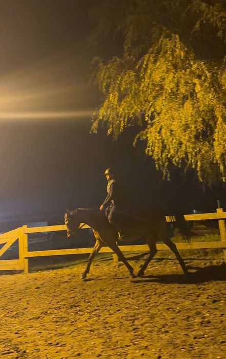 Wydzierżawię cudownego walaszka